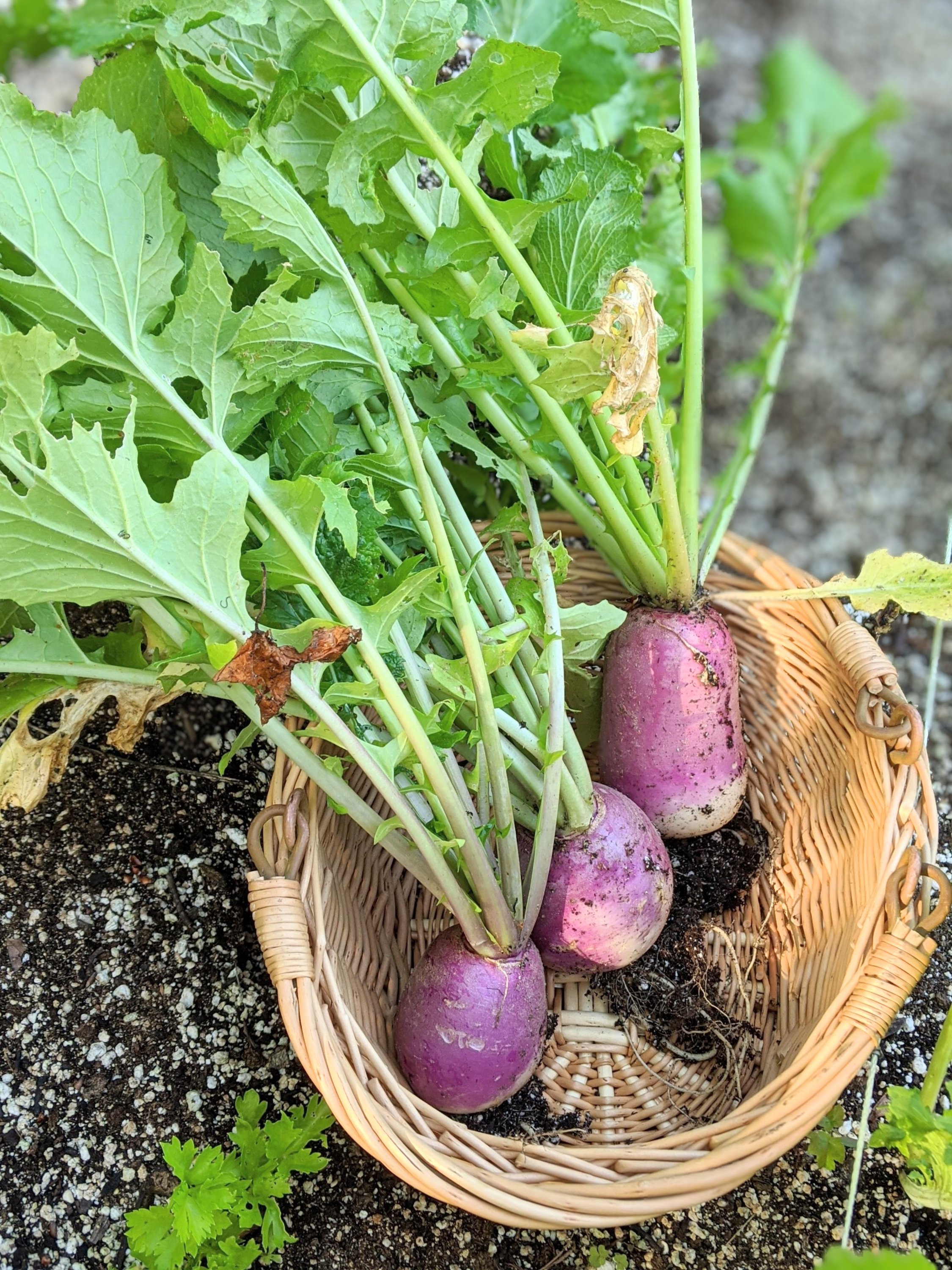 homegrown diy gardening recipes with turnips from your garden