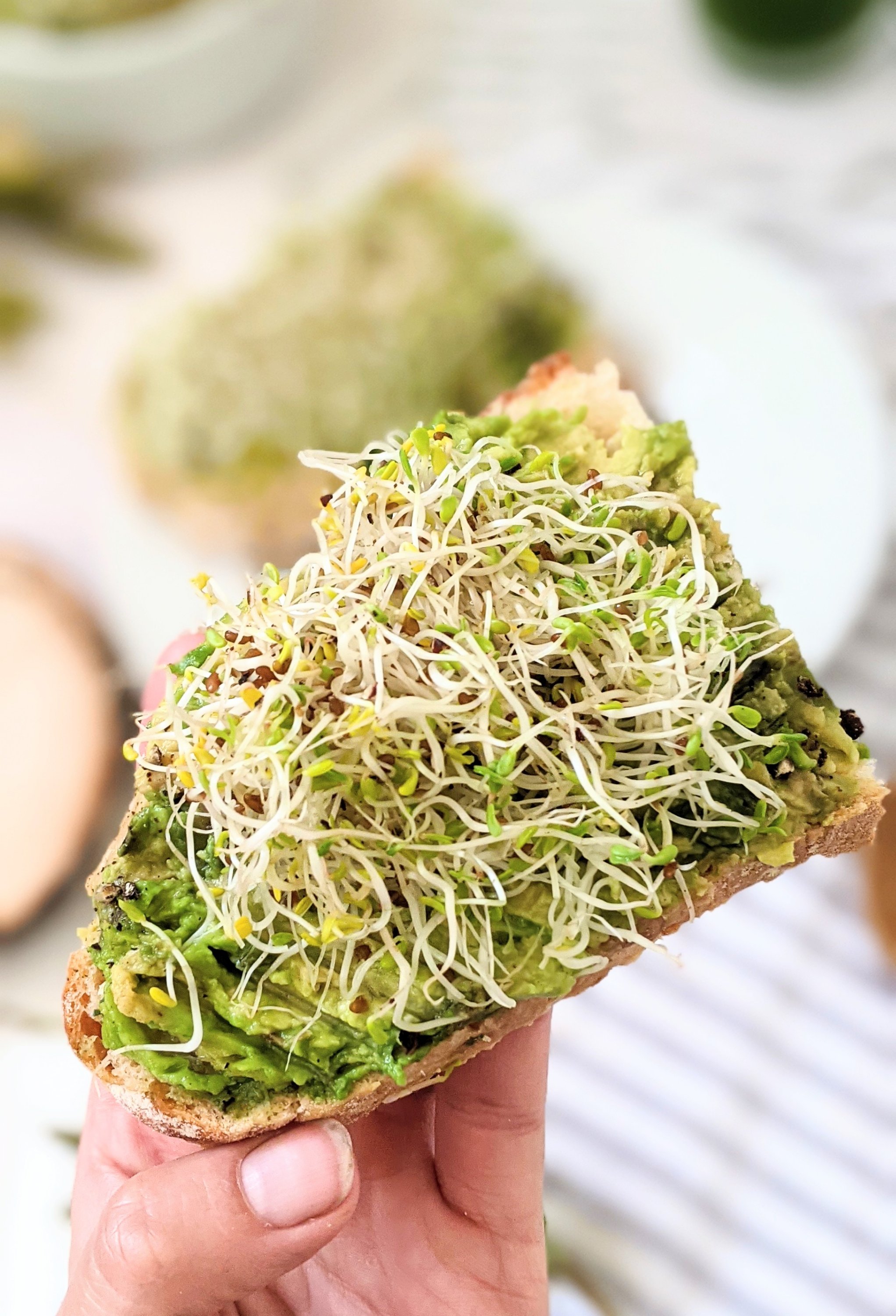 alfalfa avocado toast with sprouts recipes for breakfast avocado with lemon juice garlic and steak spice and chili flakes topped with home grown alfalfa sprouts easy recipes