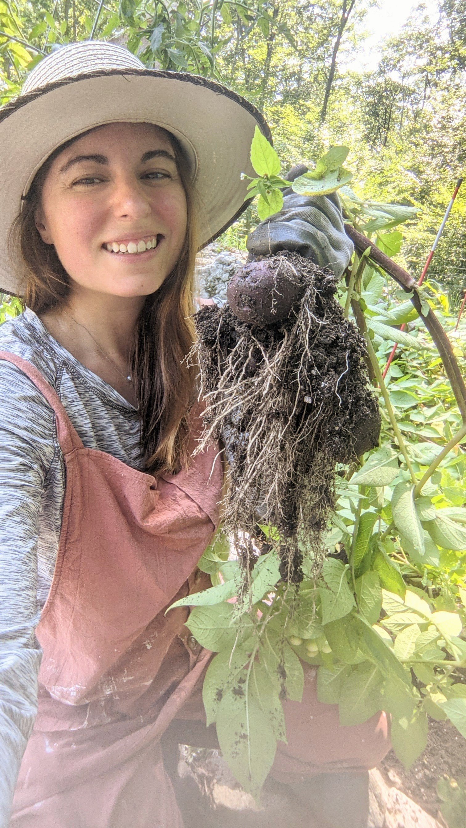 gardening homesteader blogger homestead blog garden recipes picking potatoes blue Adirondack potatoes harvest blog recipe healthy homesteader woman the herbeevore