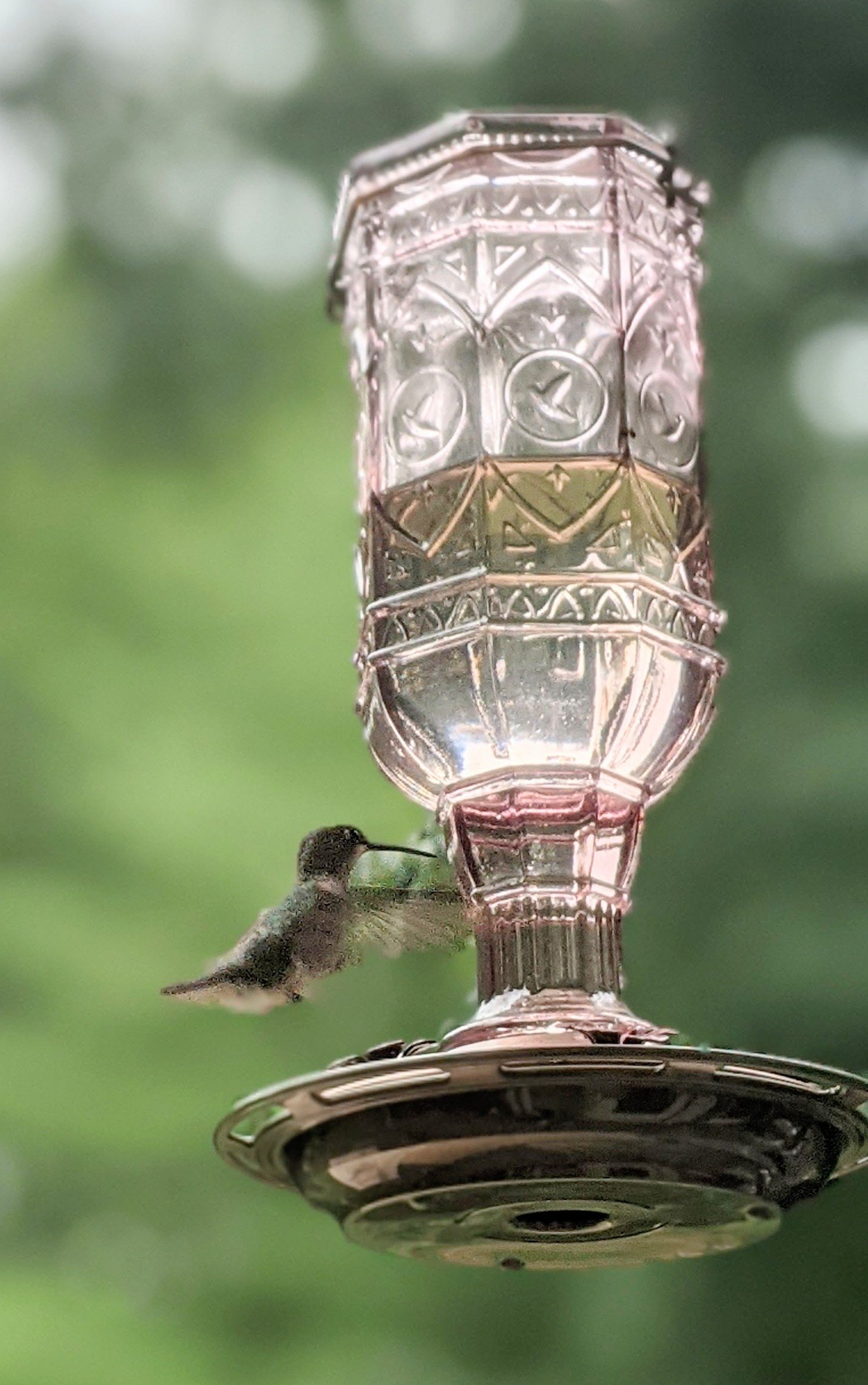 hummingbird landing at glass feeder with metal flower ports drinking sugar water made with all natural kitchen ingredients in an easy diy hummingbird feed recipe
