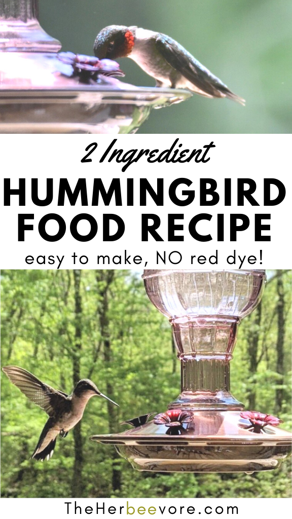 Homemade Hummingbird Food Recipe - Easy DIY