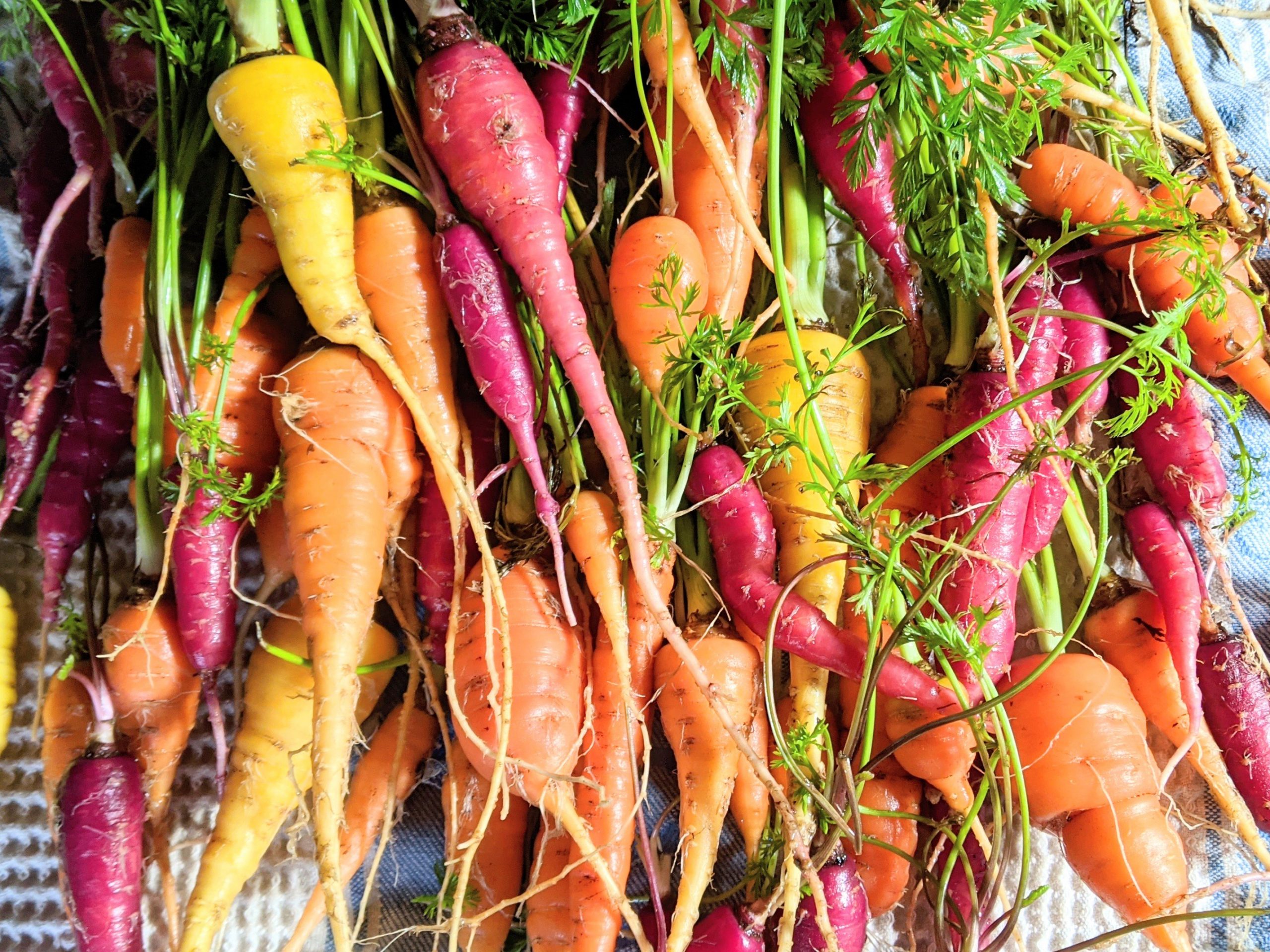 rainbow carrots grow in the garden yellow orange and purple carrots healthy homegrown carrot recipes from the garden vegetarian gluten free