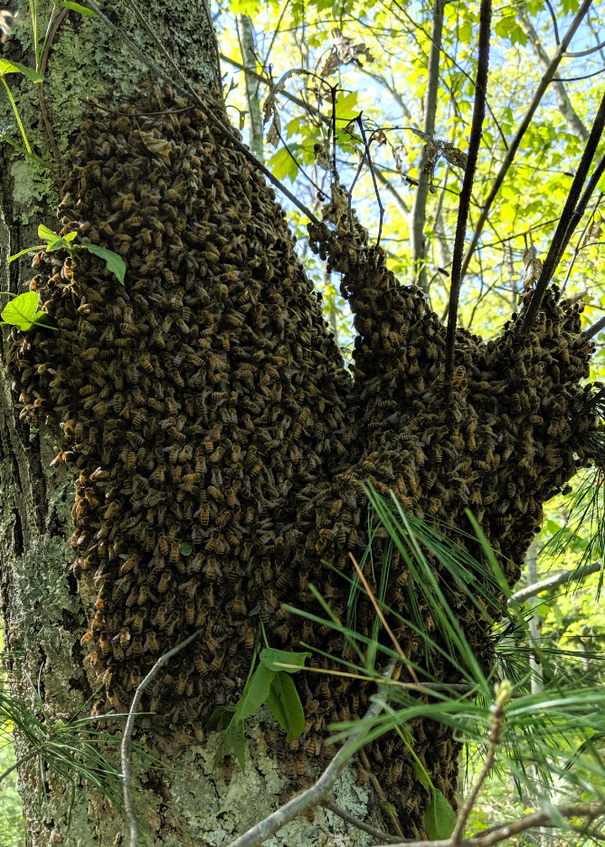 The Perfect Swarm: An Amateur Beekeeper’s First Attempt at Capturing a Swarm