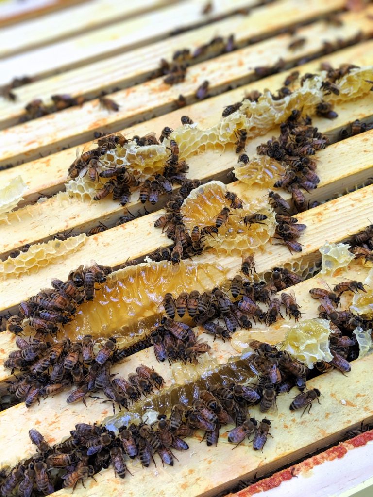 2019 Beekeeping Update: Swarms, and Wasps, and Honey OH MY
