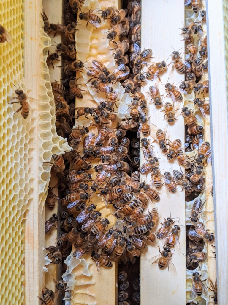 Beekeeping in 2020: Staying ‘Buzzed’ During a Pandemic