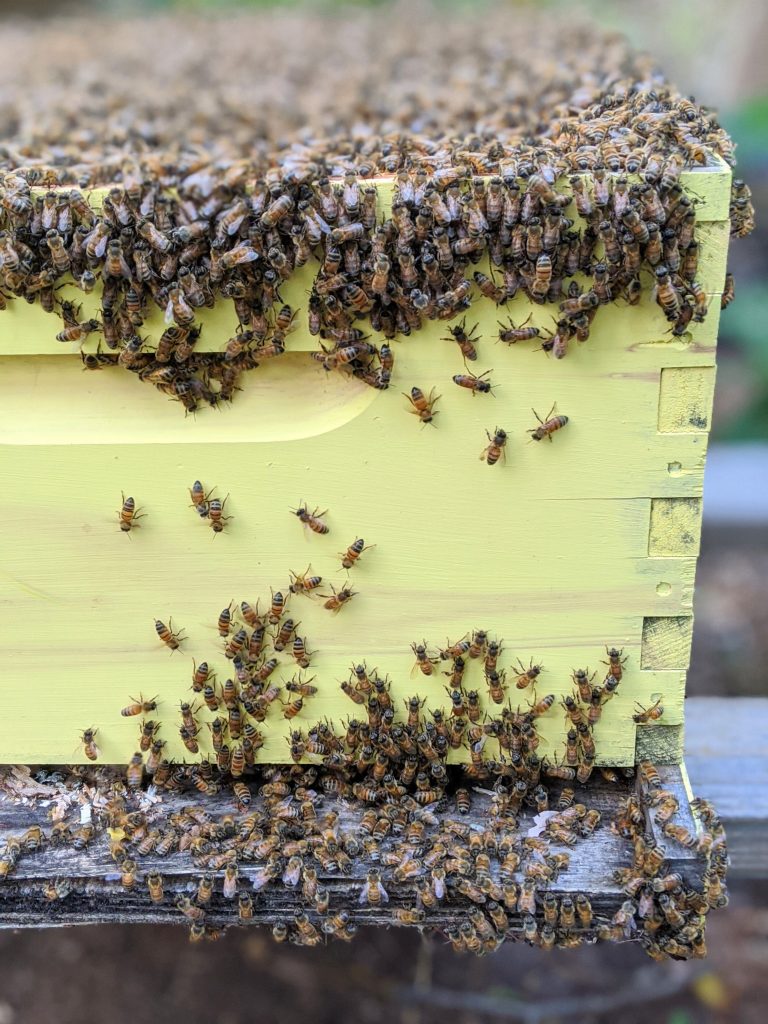 Beekeeping: A Business Goes Above & Bee-yond to Save the Bees!
