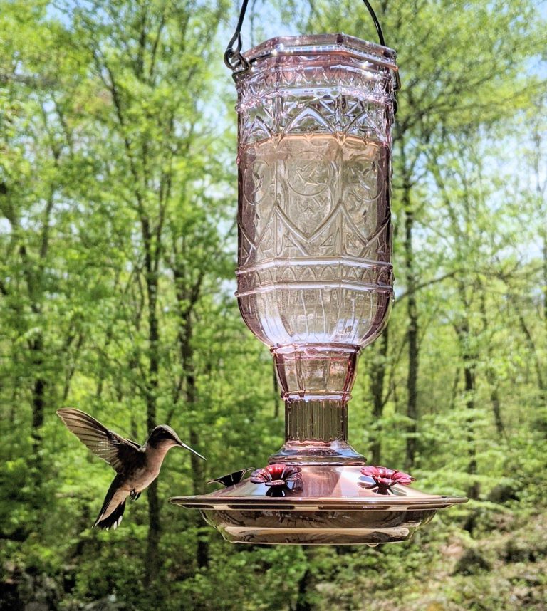 Homemade Hummingbird Food Recipe Easy DIY The Herbeevore
