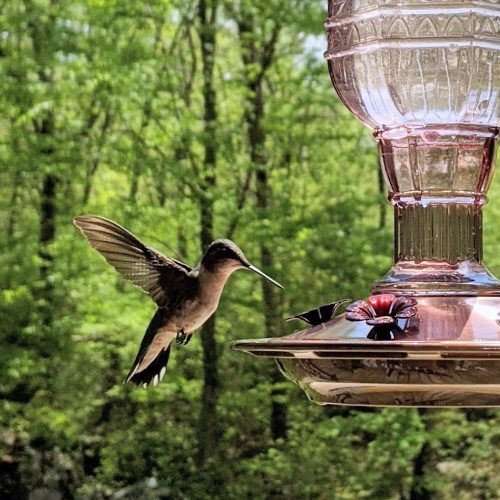 easy diy recipe for hummingbird feeder fluid liquid sugar water feed recipe all natural with added vitamic c powder to last longer and prevent molding or fermenting