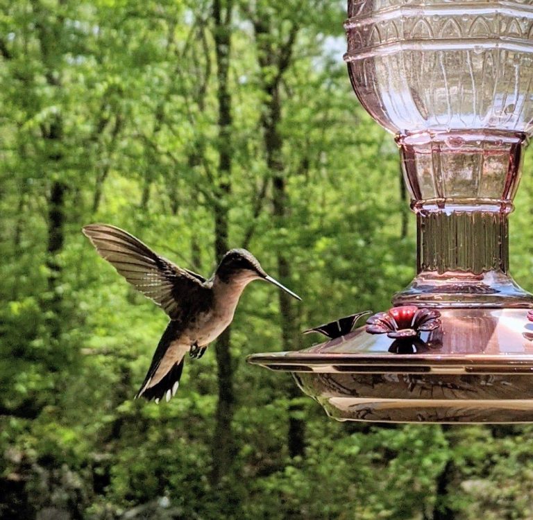 Homemade Hummingbird Food Recipe – Easy DIY