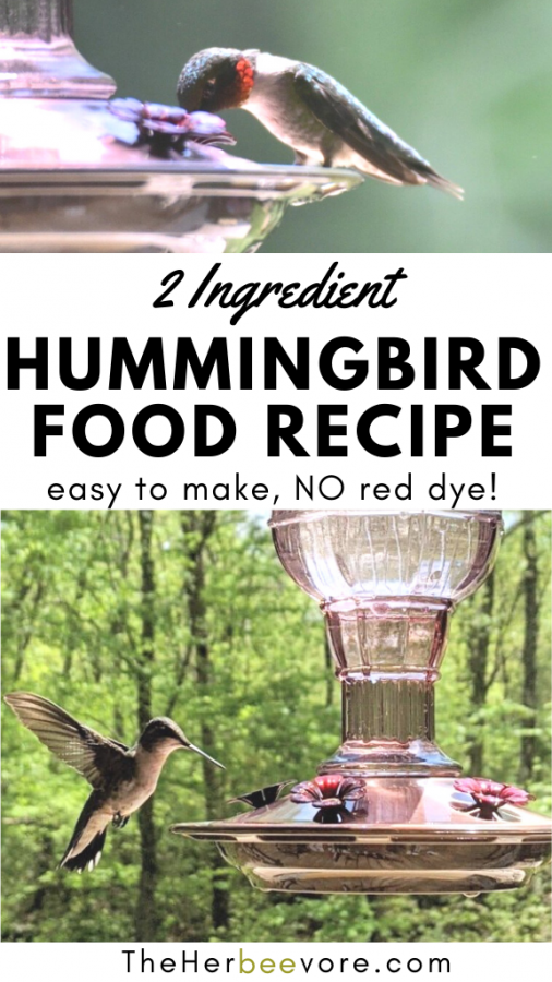 Homemade Hummingbird Food Recipe Easy DIY The Herbeevore