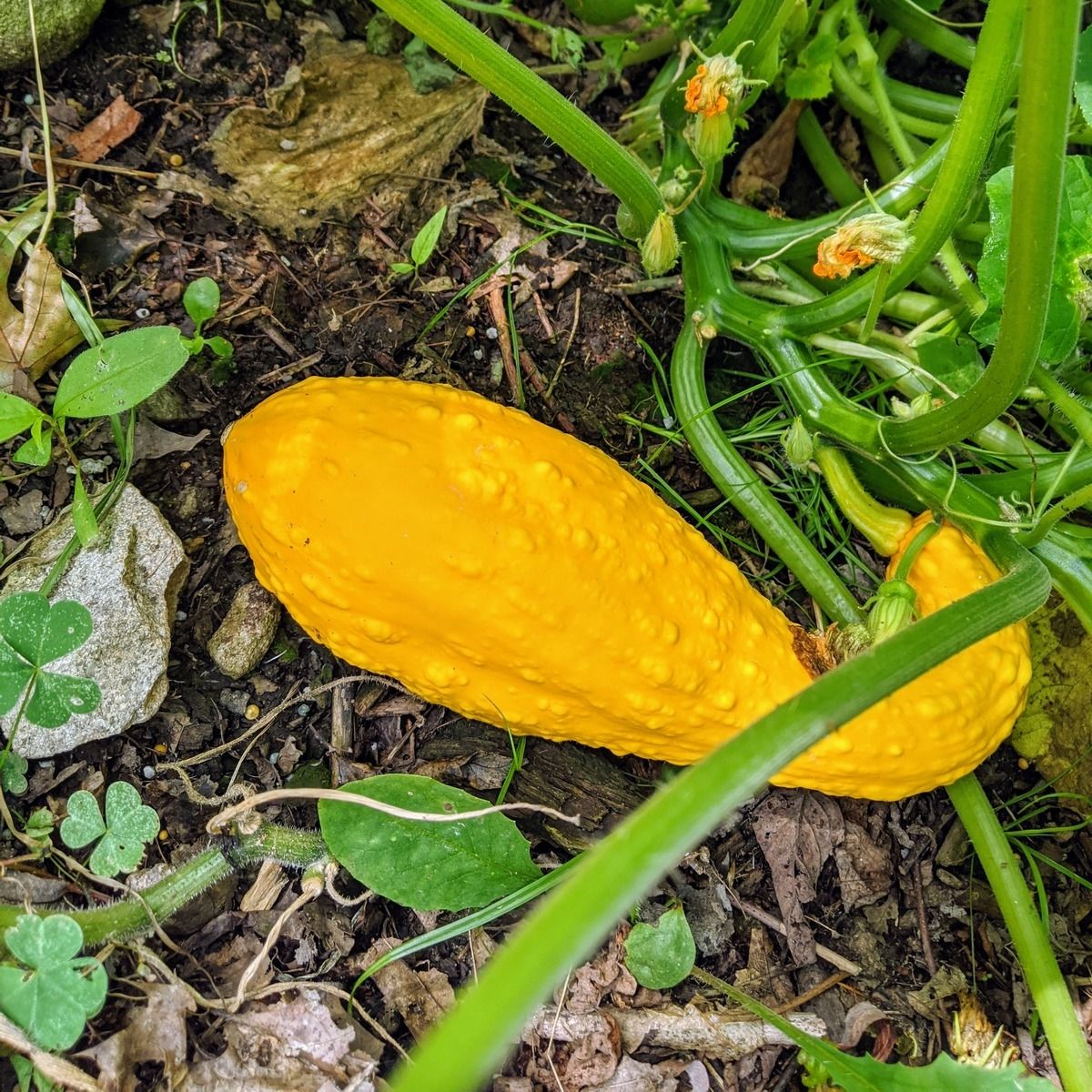 a crookneck squash growing on the vine in a garden with squash blossoms surrounding it.