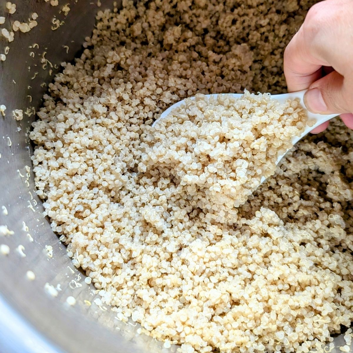 cooked quinoa in the instant pot being scooped by a rice spoon.