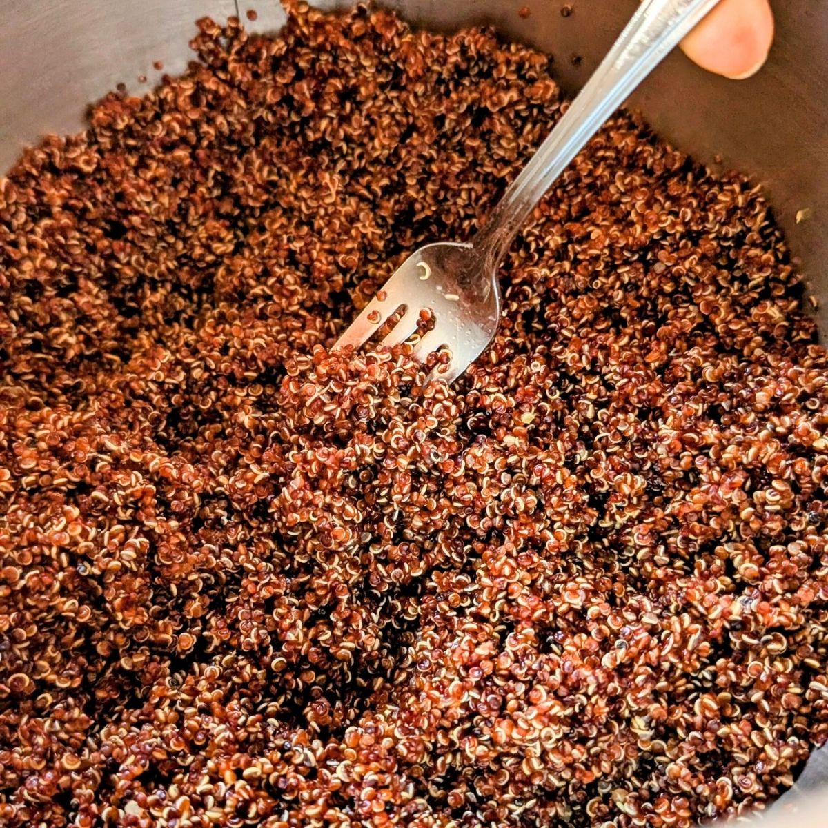 cooked quinoa fluffed with a fork in a pot to make a quinoa arugula salad