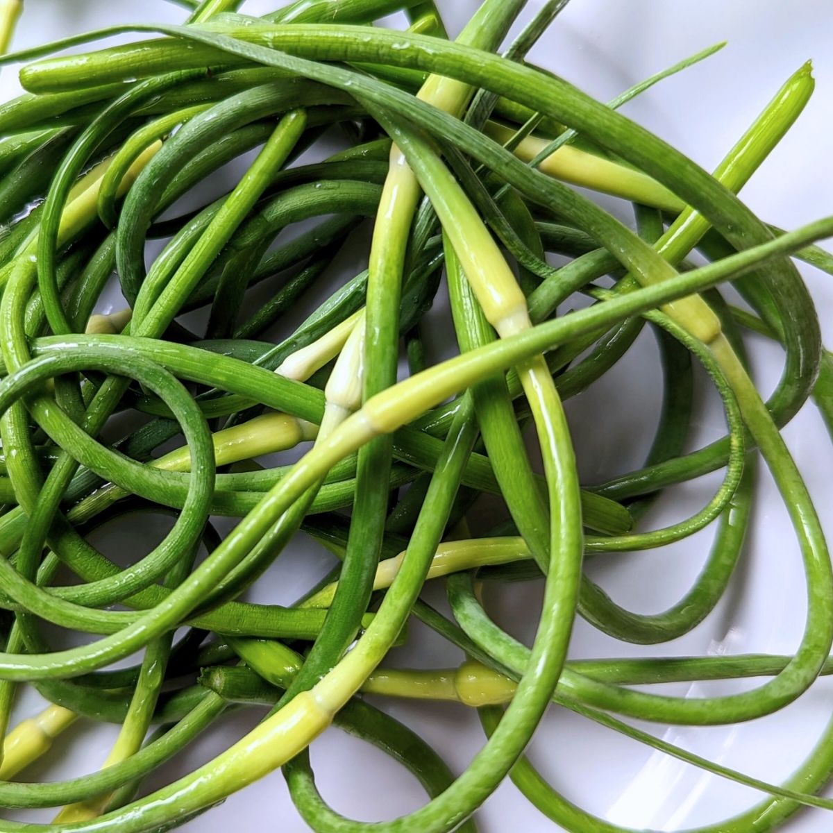 a bundle of curly garlic scapes washed and ready to make salsa.